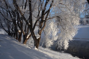 Frost ağaçları, Yekaterinburg, Rusya.