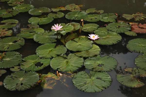 Loto en el Jardín Botánico de Bogor, Indonesia . —  Fotos de Stock