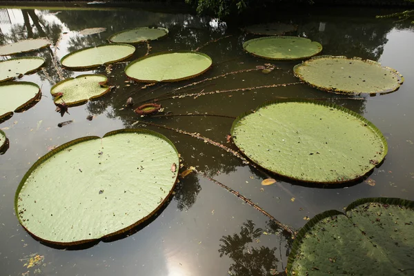 Victoria hojas (Victoria amazonica ) —  Fotos de Stock