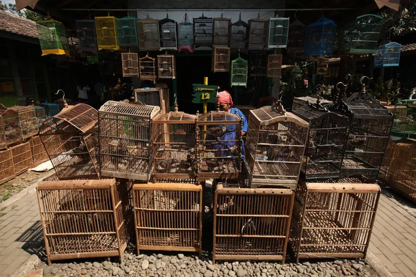 Fuglemarked i Yogyakarta, Central Java - Stock-foto