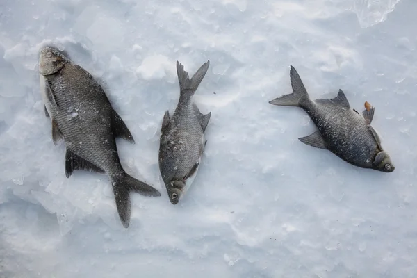 Freshwater bream (Abramis brama) — Stock Image Freshwater bream (Abramis brama) Stock Image