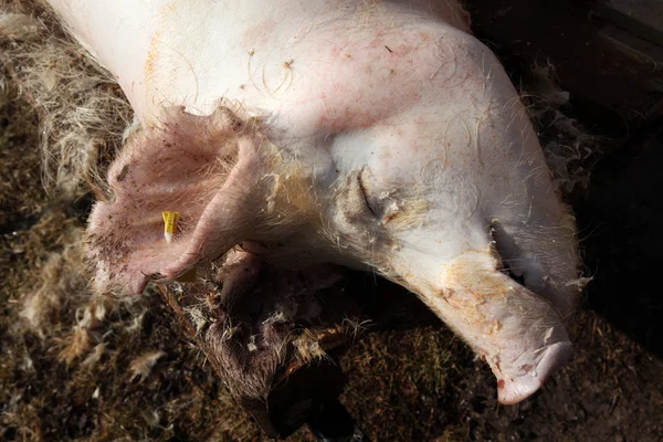 Cerdo muerto, matanza de cerdos Shrovetide — Foto de Stock