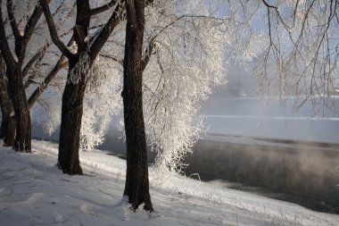 Frost ağaçları, Yekaterinburg, Rusya.