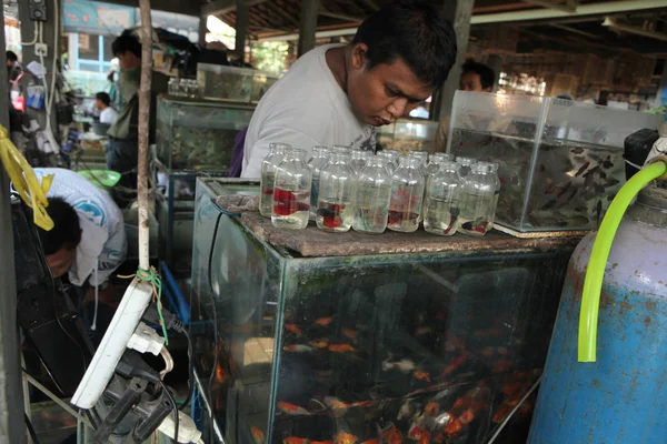 Vendor sells aquarium fishes in Yogyakarta — Stock Photo, Image