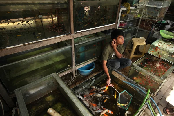 Vendor sells aquarium fishes in Yogyakarta — Stock Photo, Image