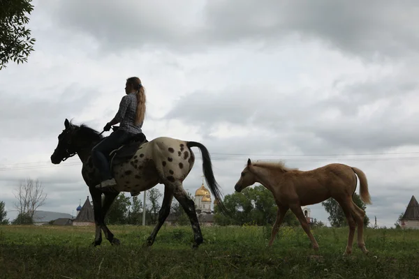 Jinete de caballos en Mozhaysk cerca de Moscú, Rusia . —  Fotos de Stock