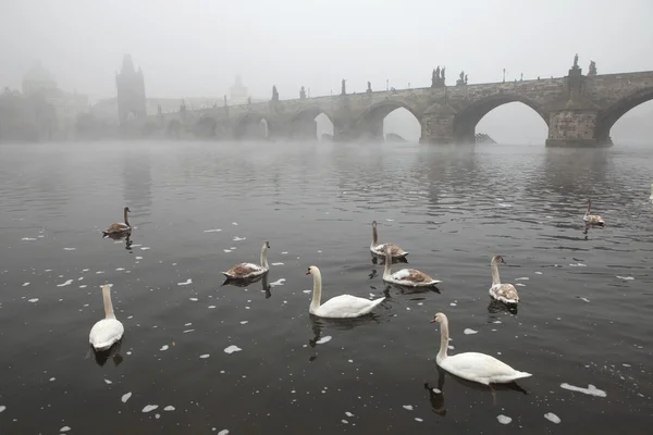 Los cisnes y el puente de Carlos en Praga —  Fotos de Stock