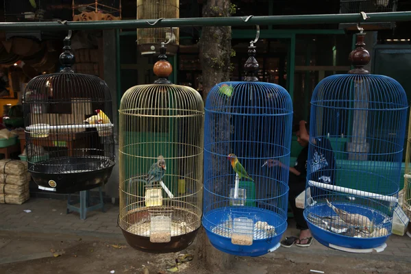 Bird Market w mieście Yogyakarta — Zdjęcie stockowe