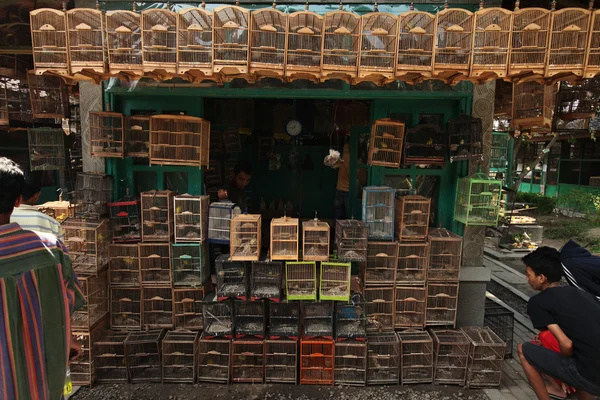 Yogyakarta kuş pazarı — Stok fotoğraf