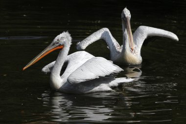 Dalmaçyalı Pelikan (pelecanus crispusDalmaçyalı Pelikan (pelecanus crispus). vahşi hayvan)