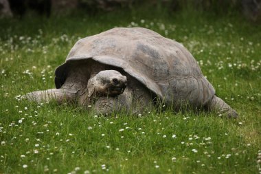 Santa Cruz Galapagos giant tortoise clipart