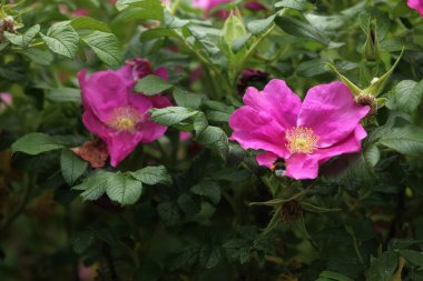 köpek-gül (Rosa canina)