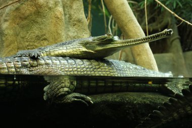 gharial (gavialis gangeticus)