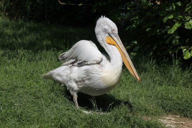 Dalmaçyalı pelikan (Pelecanus crispus)