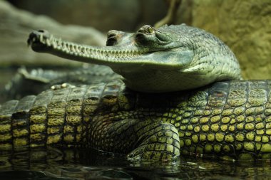 gharial (gavialis gangeticus)
