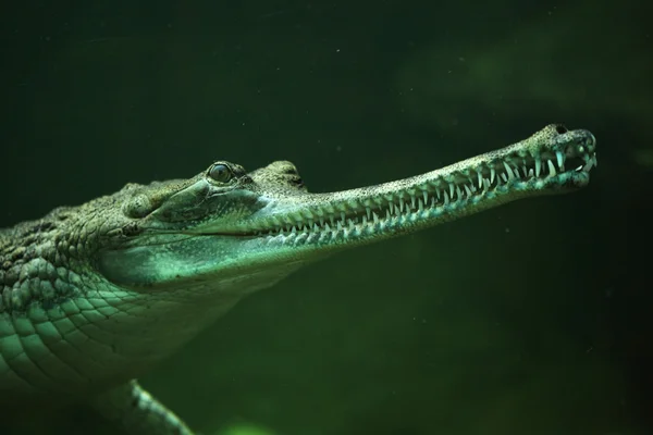 Gavial (Gavialis gangeticus ) — Fotografia de Stock