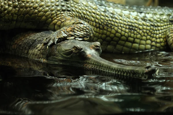 Gavial (Gavialis gangeticus ) — Fotografia de Stock