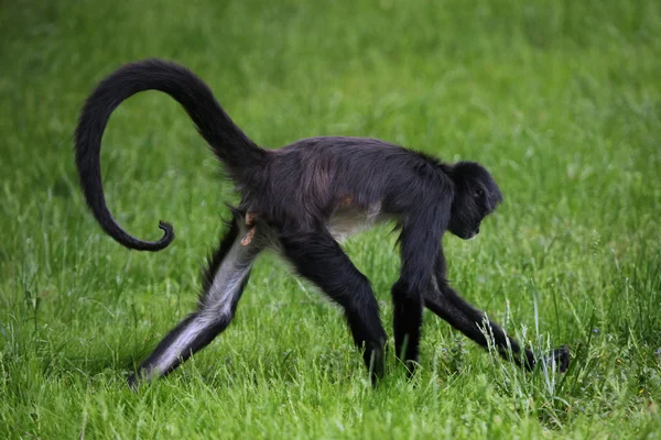 Geoffroys spider monkey — Stockfoto