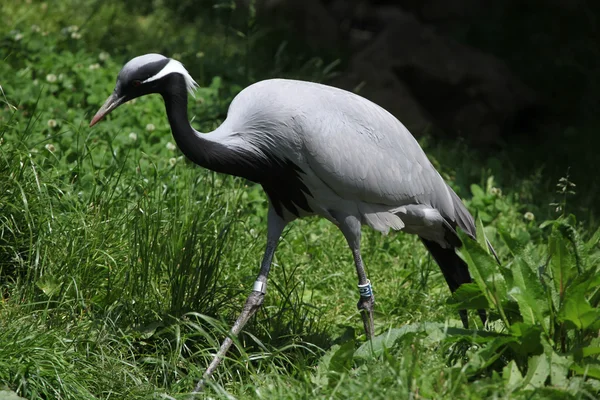 Telli turna (anthropoides virgo) — Stok fotoğraf