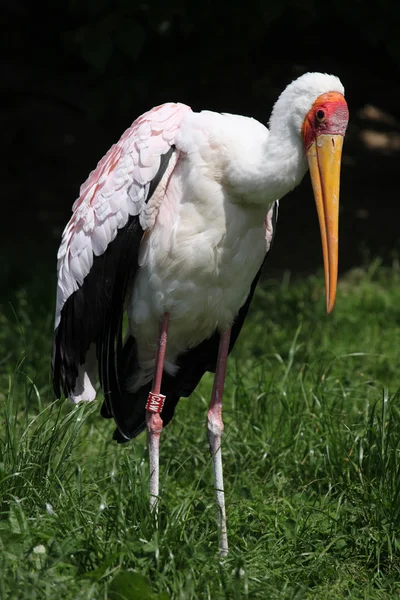 Жовтий лелека ( Mycteria ibis ) — стокове фото