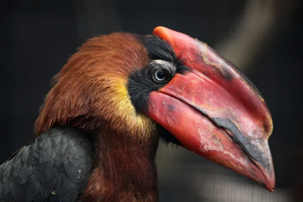 Rufous hornbill (Buceros hydrocorax) — Stock Photo, Image