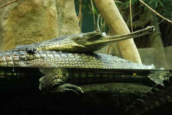 Gavial (Gavialis gangeticus ) — Fotografia de Stock