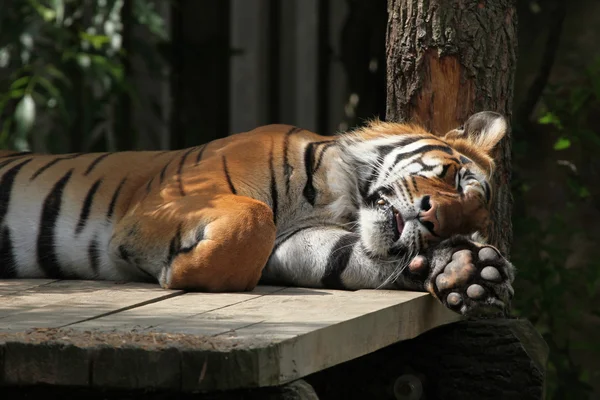 Tygrys sumatrzański (Panthera tigris sumatrae) — Zdjęcie stockowe