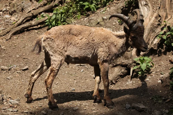 West Caucasian tur (Capra caucasica) — Stock Photo, Image