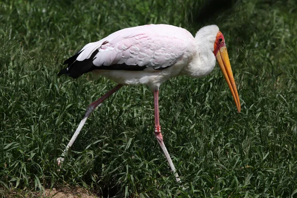 Cegonha-de-bico-amarelo (Mycteria ibis ) — Fotografia de Stock