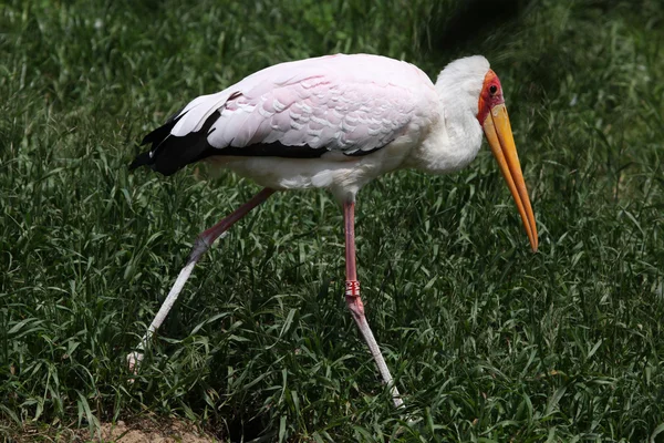 Κίτρινο-τιμολογημένος πελαργός (Mycteria ibis) — Φωτογραφία Αρχείου