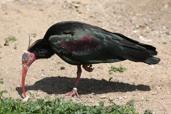 Ibis chauve du Nord (Geronticus eremita) ) — Photo