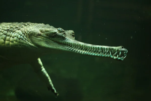 Gangeszi gaviál (gavialis-gangeticus) — Stock Fotó