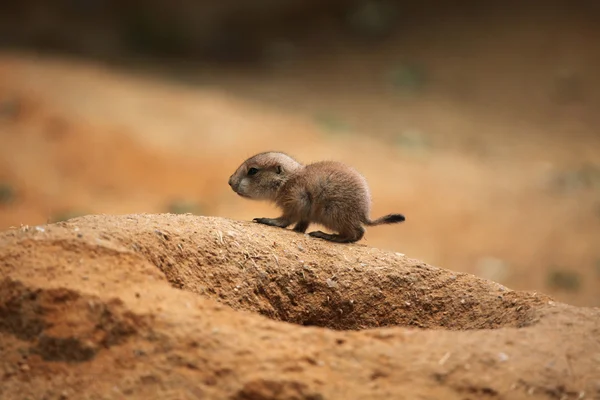 Black-tailed prairie dog — Stock Photo, Image