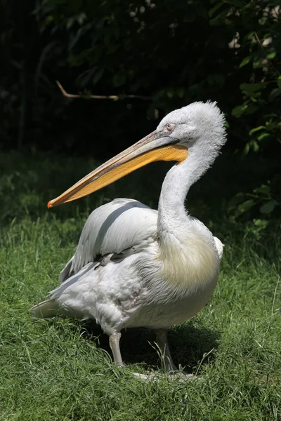 Dalmatian pelican (Pelecanus crispus) — Stock Photo, Image