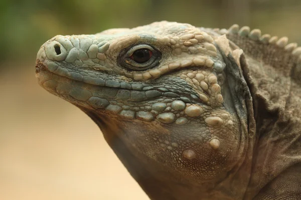 Niebieski iguana (Cyclura lewisi) — Zdjęcie stockowe