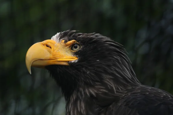 Steller's sea eagle — Stock Photo, Image