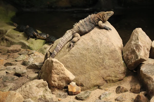 Küba rock iguana (cyclura nubila) — Stok fotoğraf