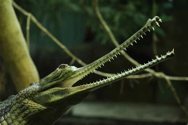 Gavial (Gavialis gangeticus ) — Fotografia de Stock