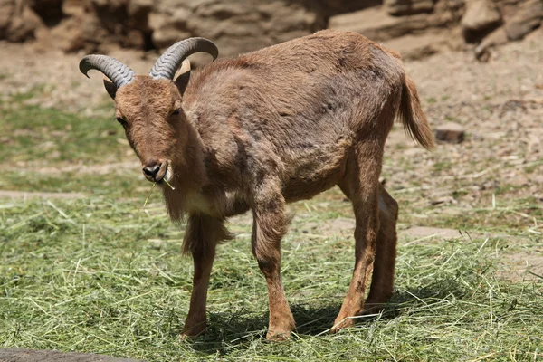 Berberi koyunu (ammotragus lervia) — Stok fotoğraf
