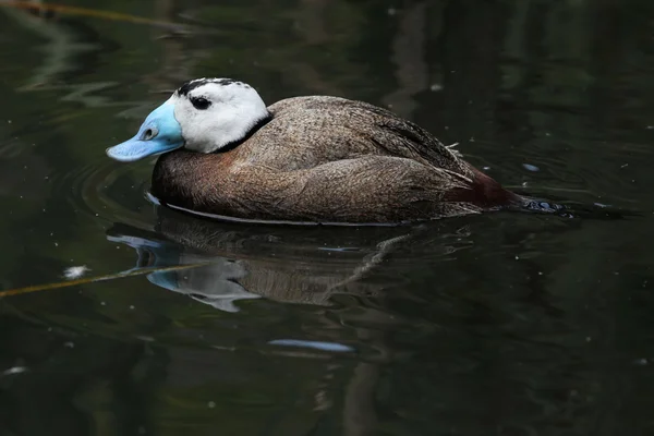 Kachnice bělohlavá (oxyura leucocephala) — Stock fotografie