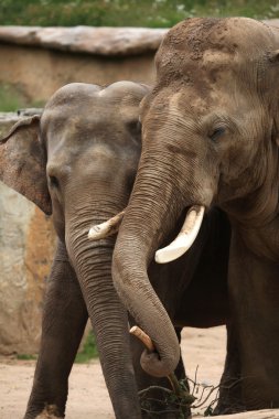 Hint filler (elephas maximus indicus)