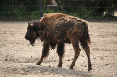 Amerikan bizonu (bizon bizon)