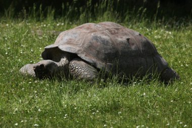 Santa cruz galapagos dev kaplumbağa