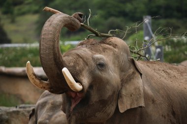 Hint fili (Elephas maximus indicus) 