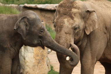 Hint filler (elephas maximus indicus)