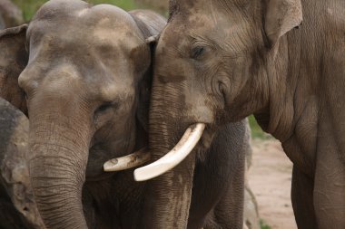 Hint filler (elephas maximus indicus)
