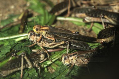 Desert locusts (Schistocerca gregaria). clipart