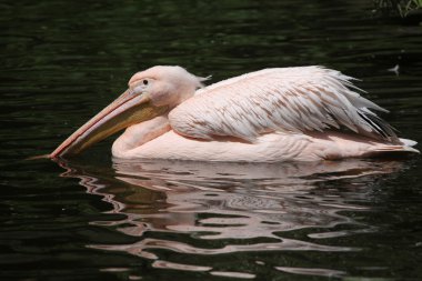 Büyük beyaz pelikan (Pelecanus onocrotalus)