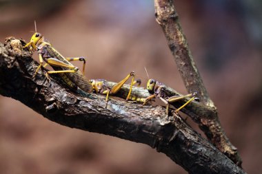 Göçmen çekirgeler (Locusta migratoria).