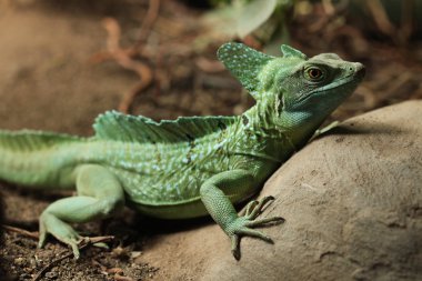 Tüylü basilisk (Basiliscus plumifrons).